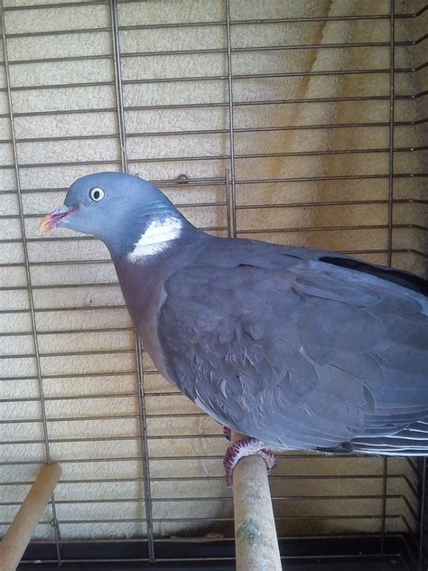 Canker Pigeon And Dove Rescue Uk