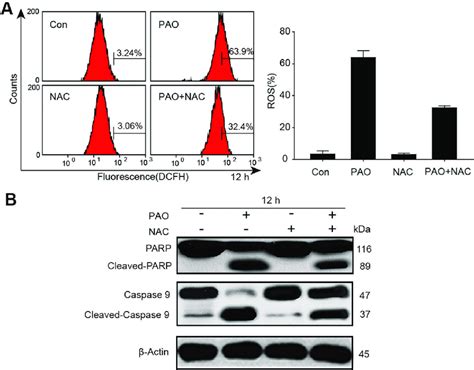 Ameliorating Effect Of Antioxidant N Acetylcysteine Nac On