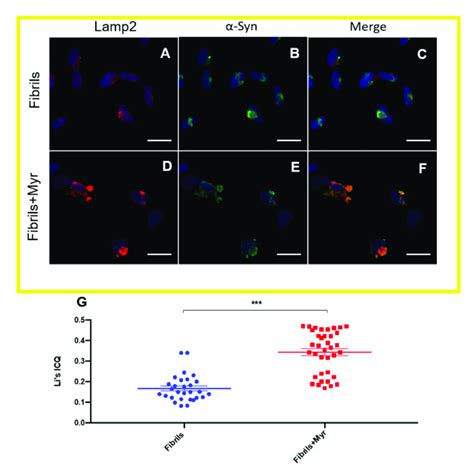 Myr Induces Co Localization Of α Syn Inclusions With The Lysosomal