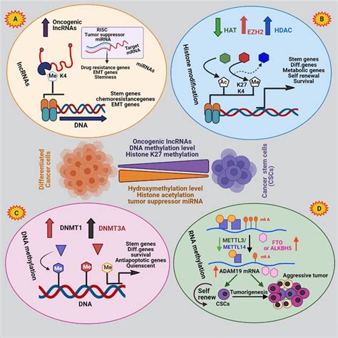 Graphical Representation Of Cscs Epigenetic Regulation Histone