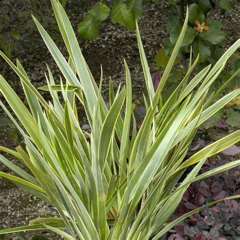 Phormium Duet Compact Lin De Nouvelle Zélande Panaché