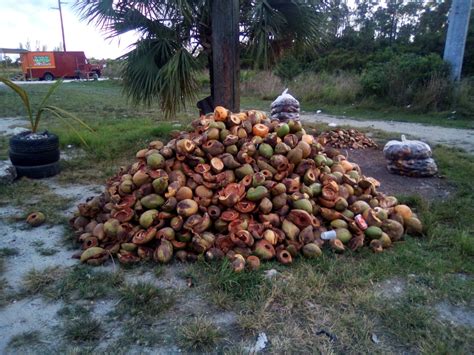 Bahamas Press On Twitter Bp Breaking So The Coconut Vendors Are Leaving Their Mess On The