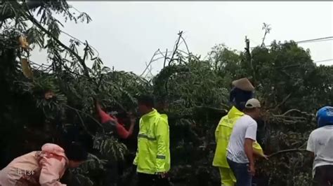 Hujan Deras Disertai Angin Puluhan Pohon Di Pekalongan Tumbang