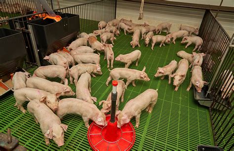 Farm Visit Better Biosecurity Levels For An Entire Cooperative Pig