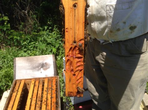 frame with moth damage – Beekdaddy Beekeeping