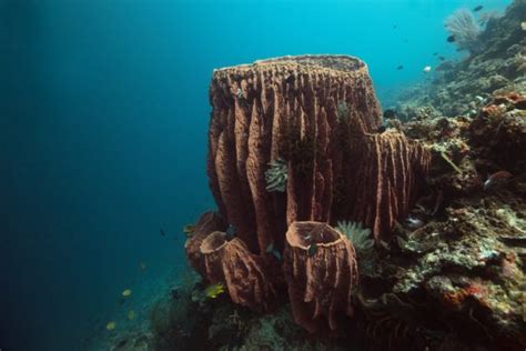 Giant Barrel Sponge Facts: Habitat, Diet, Conservation & More