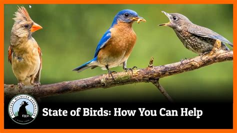 State Of Birds How You Can Help Youtube