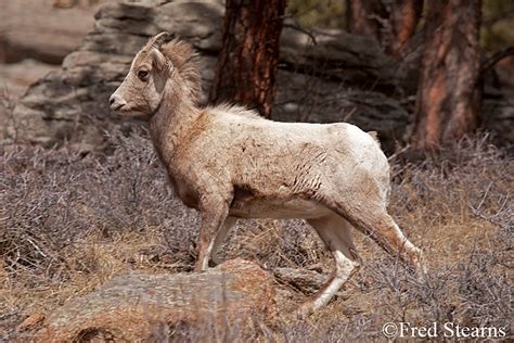 Arapaho National Forest Rocky Mountain National Park Big Horn Sheep