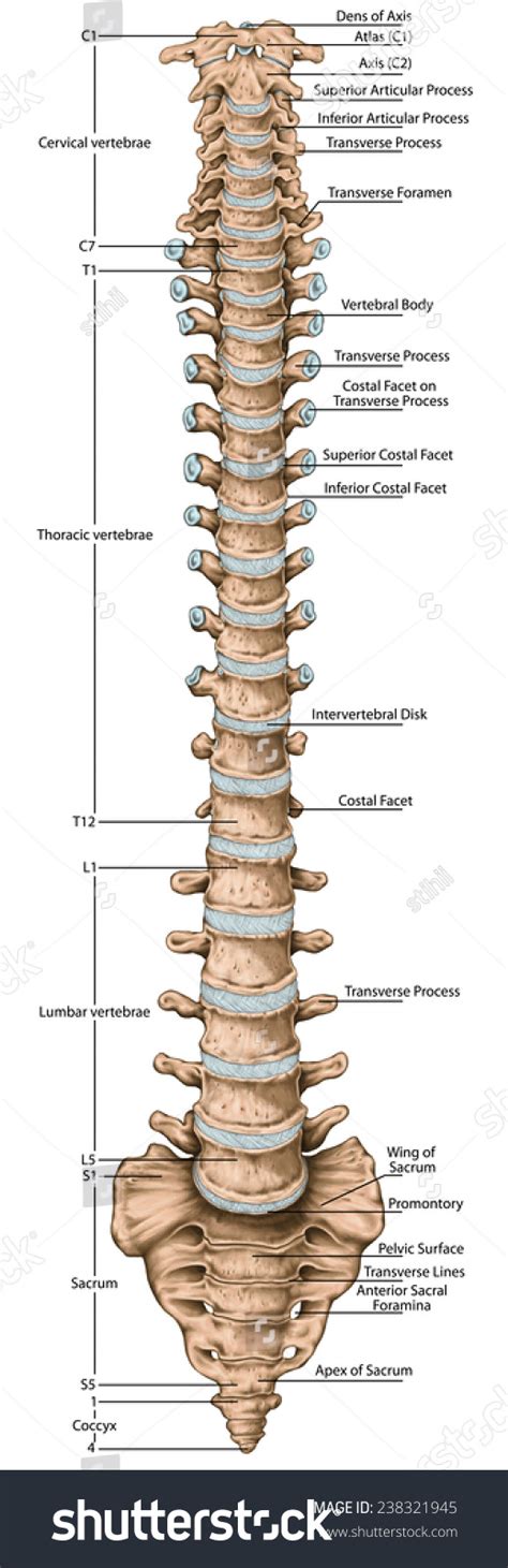 「didactic Board Anatomy Human Bony System」のイラスト素材 238321945 Shutterstock