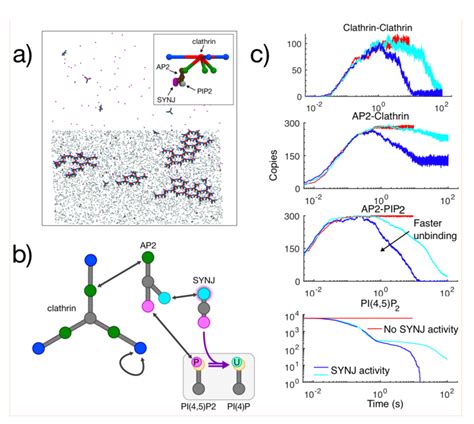 Clathrin Assembly And Disassembly By Membrane Localization And