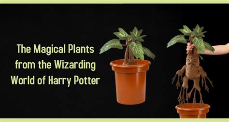 What Are Some Iconic Magical Plants In Harry Potter? – Hp Wizarding