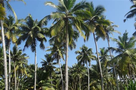 Kelapa Pohon Kaya Manfaat Bobo