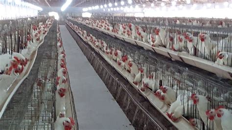 Broiler Breeder Parent In Climate Control California Cage Ec Shed