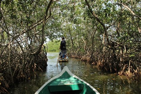 Mangroves: The Coastal Forests. By Brian Cho, Bioengineering, 2023 | by NU Sci Staff | NU Sci ...