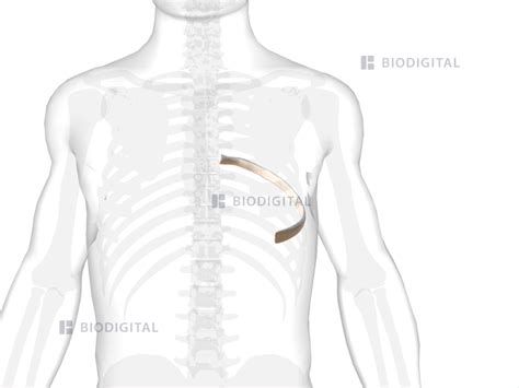 Left Seventh Rib Biodigital Anatomy