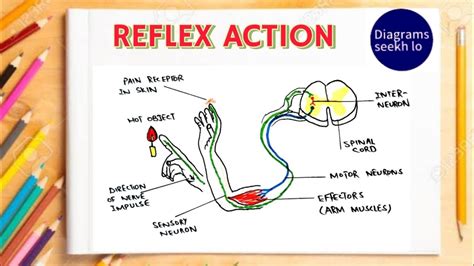 Reflex Arc Diagram Drawing Coloured Reflex Action Labelled Diagram