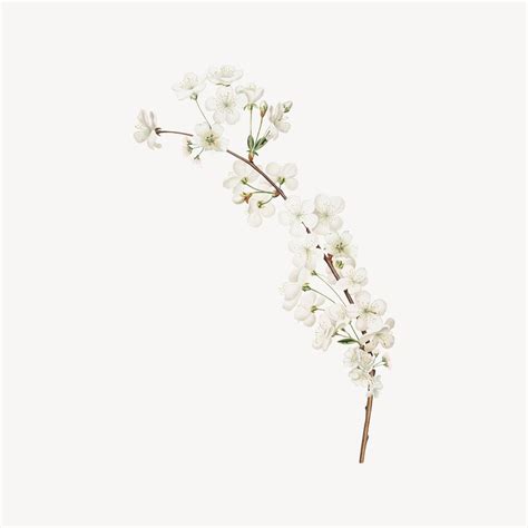 amarena cherry flower botanical illustration premium photo rawpixel