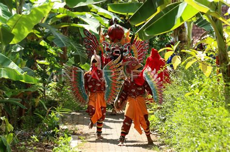 Atraksi Budaya Suku Osing Di Banyuwangi Antara Foto