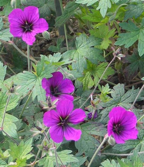 Geranium Ann Thomson Golden Geranium