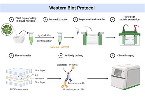 Western Blot Protocol Biorender Science Templates