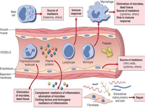 Inflammation Repair Flashcards Quizlet
