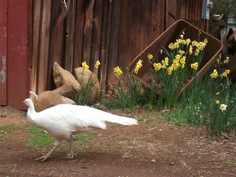 Daffodil Hill, California | Daffodils, Bird, Nature