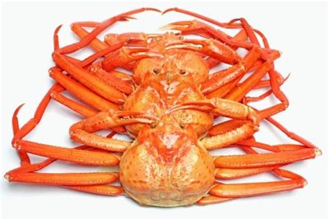 Japanese Spider Crab Edible