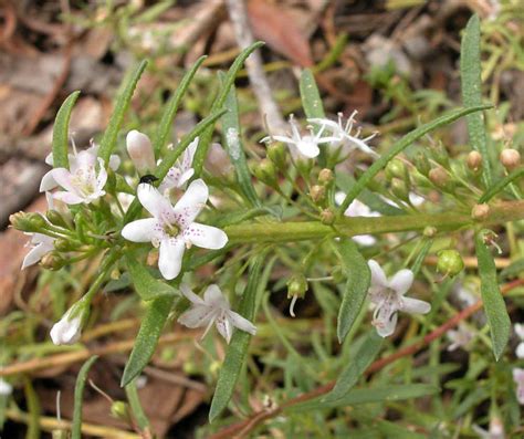 Myoporum parvifolium — Australian Plants Society Tasmania inc