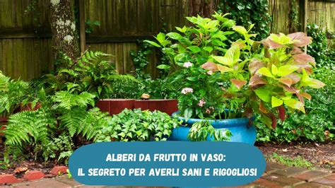 Puoi Avere Dei Bellissimi Alberi Da Frutto In Vaso Sul Balcone