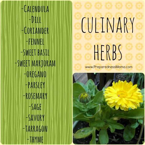 How to Grow and Use Herbs | PreparednessMama