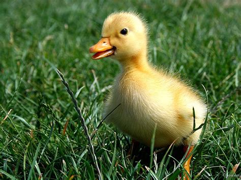 Baby Duck HD Wallpapers - 4k, HD Baby Duck Backgrounds on WallpaperBat