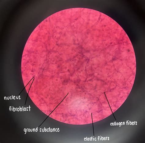 Connective Tissue Lab Flashcards Quizlet