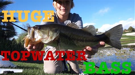 Insane Topwater Bass Fishing In The Winter Crazy Topwater Footage