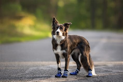 How to make waterproof dog boots at home | PawTracks