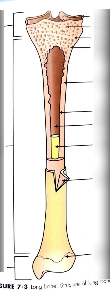 Long Bone Structure Diagram Quizlet