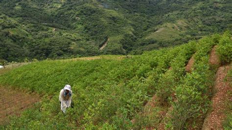 Los Cultivos De Hoja De Coca En Bolivia Aumentaron En Un 10 Según La Onu