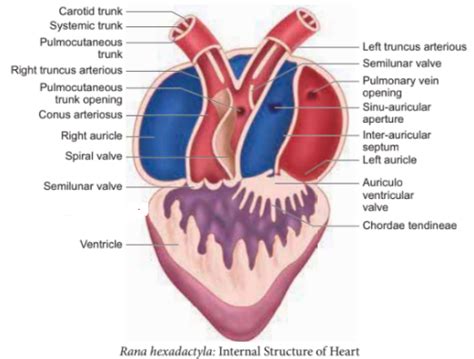 Explain the circulatory system of frog. - Sarthaks eConnect | Largest Online Education Community