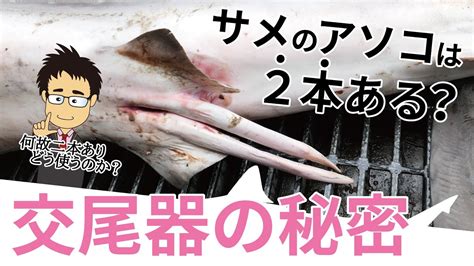 サメのアレは2本ある？サメのちん・・の秘密を徹底解説！【生殖】【クラスパー】【俺のクラスター】 Youtube