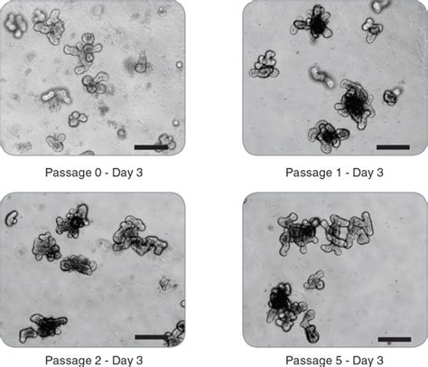 Intestinal Organoid Culture Stemcell Technologies