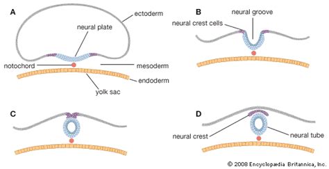 Neural Tube Embryology Britannica