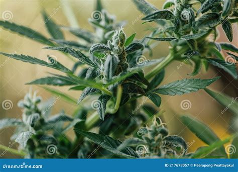 La Marihuana Deja Las Plantas De Cannabis Un Hermoso Fondo Imagen De