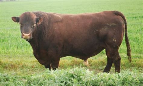 Glenridge Park Mount Barker Wa Sussex Cattle