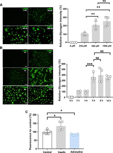 Time And Concentration Dependence Of Phosphorylation Of Nbdg In