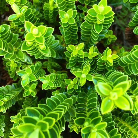 Fotos Gratis Hoja Flor Verde Hierba Hojas Perennes Botánica