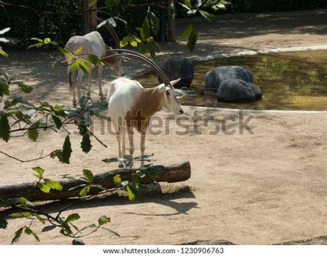 Arabian Oryx Zoo Branches Foreground Stock Photo 1230906763 Shutterstock