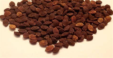 Passiflora Umbilicata Seeds World Seed Supply