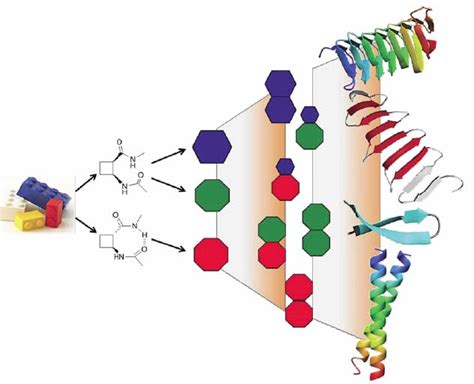 Chiral secondary structure in β-peptides determined by NMR | SeRMN – NMR Service at UAB