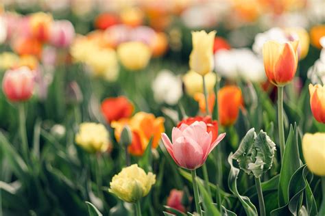 15 Unique Tulips To Add To Your Garden — Gable Crest Gardens