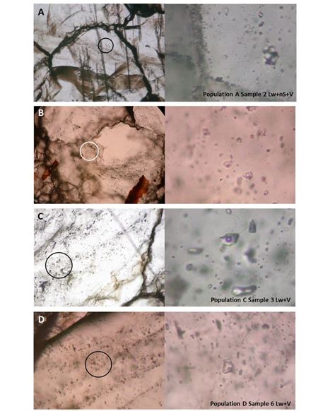 Transmitted Light Photomicrographs Illustrating The Structural And