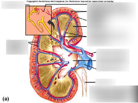 Lab Renal Diagram Diagram Quizlet